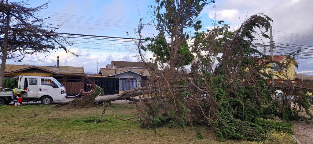 Equipos municipales realizando labores de poda y despeje de árboles caídos en La Serena