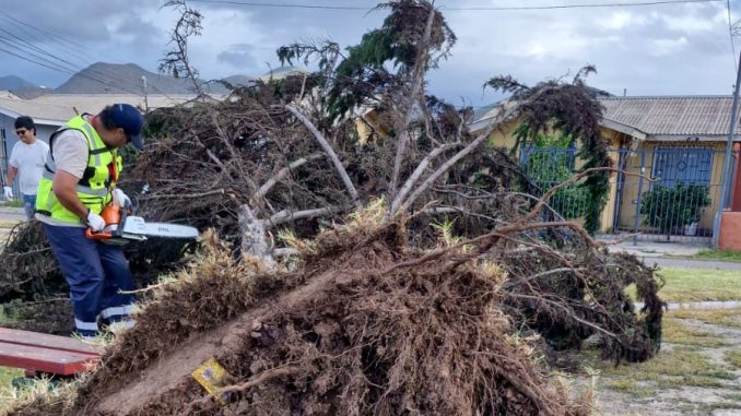 Equipos municipales realizando labores de poda y despeje de árboles caídos en La Serena