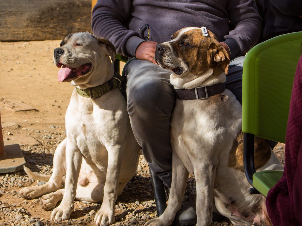 Perros y gatos siendo atendidos en el programa de esterilización gratuita de la SUBDERE en Salamanca