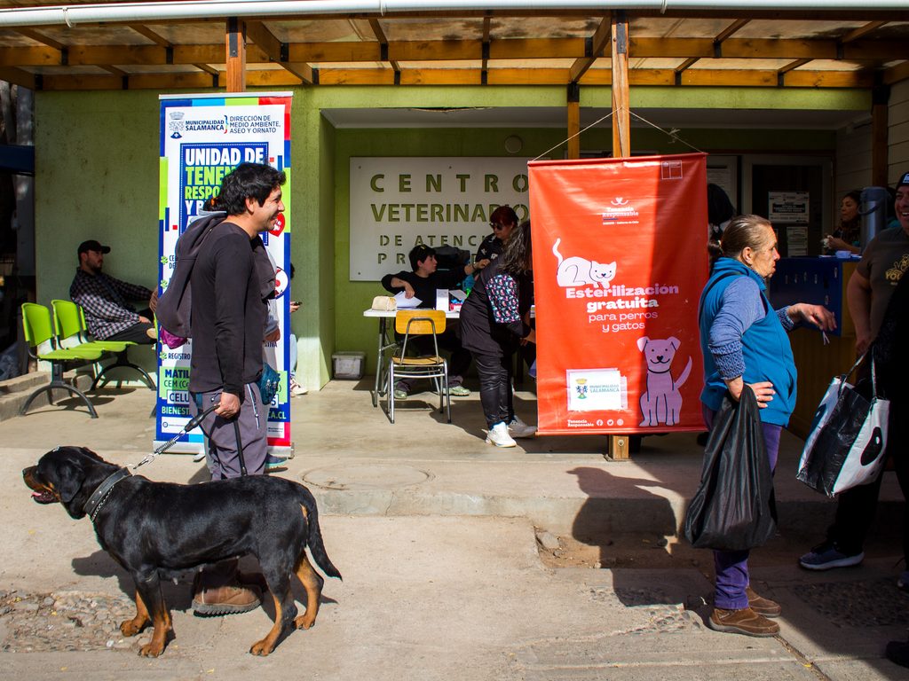 Perros y gatos siendo atendidos en el programa de esterilización gratuita de la SUBDERE en Salamanca