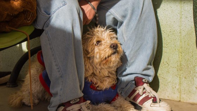 Perros y gatos siendo atendidos en el programa de esterilización gratuita de la SUBDERE en Salamanca