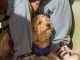 Perros y gatos siendo atendidos en el programa de esterilización gratuita de la SUBDERE en Salamanca